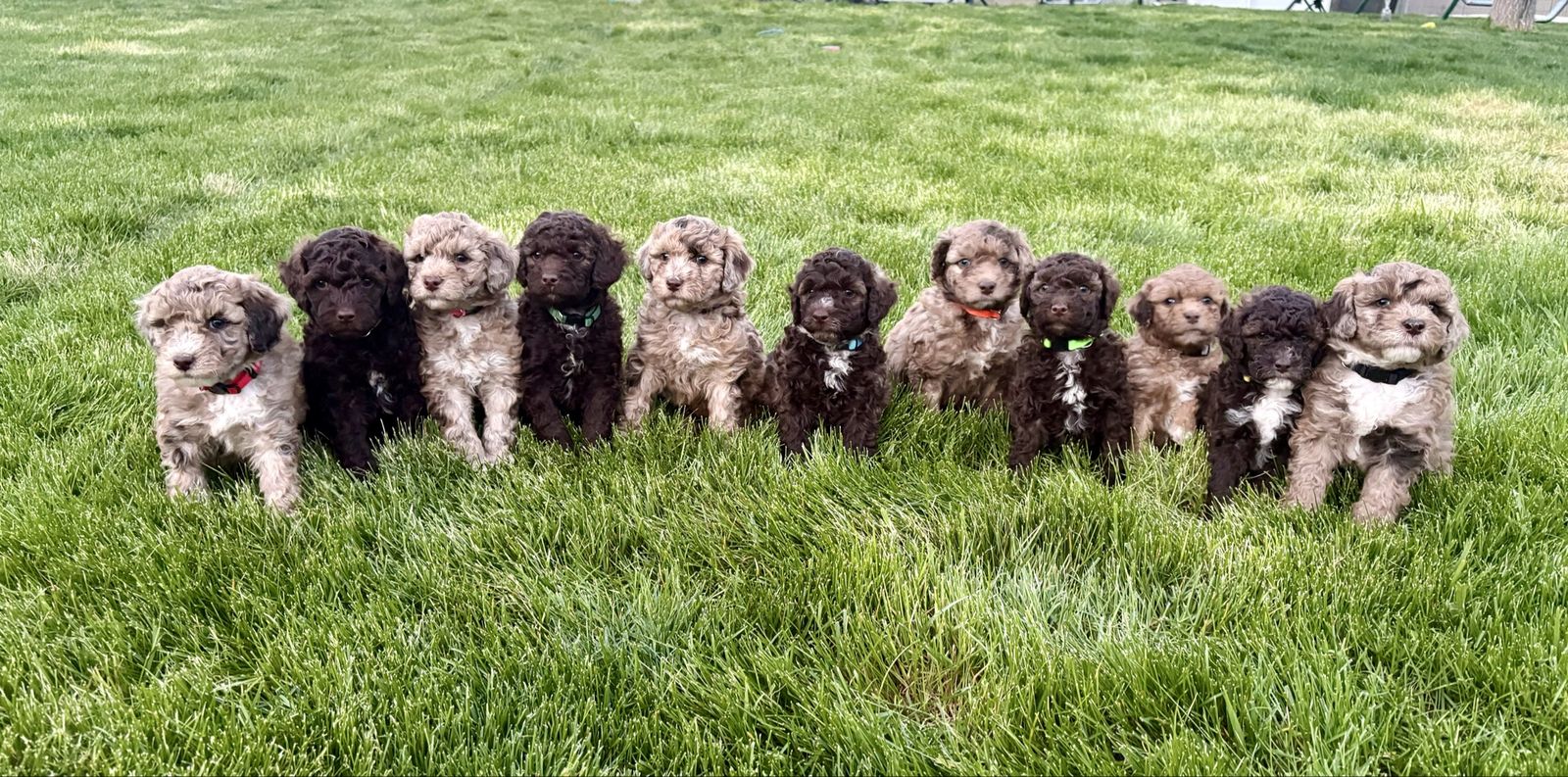 🤩F1 Mini Portidoodle-Portuguese Water Dog/Mini poodle️