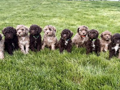 🤩F1 Mini Portidoodle-Portuguese Water Dog/Mini poodle️
