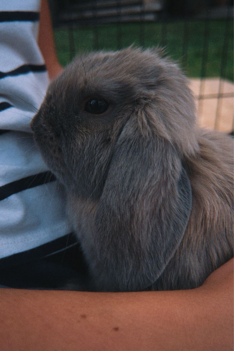 Holland lop bunny doe