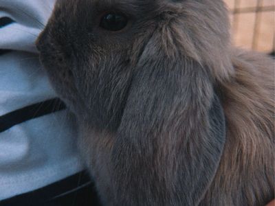 Holland lop bunny doe