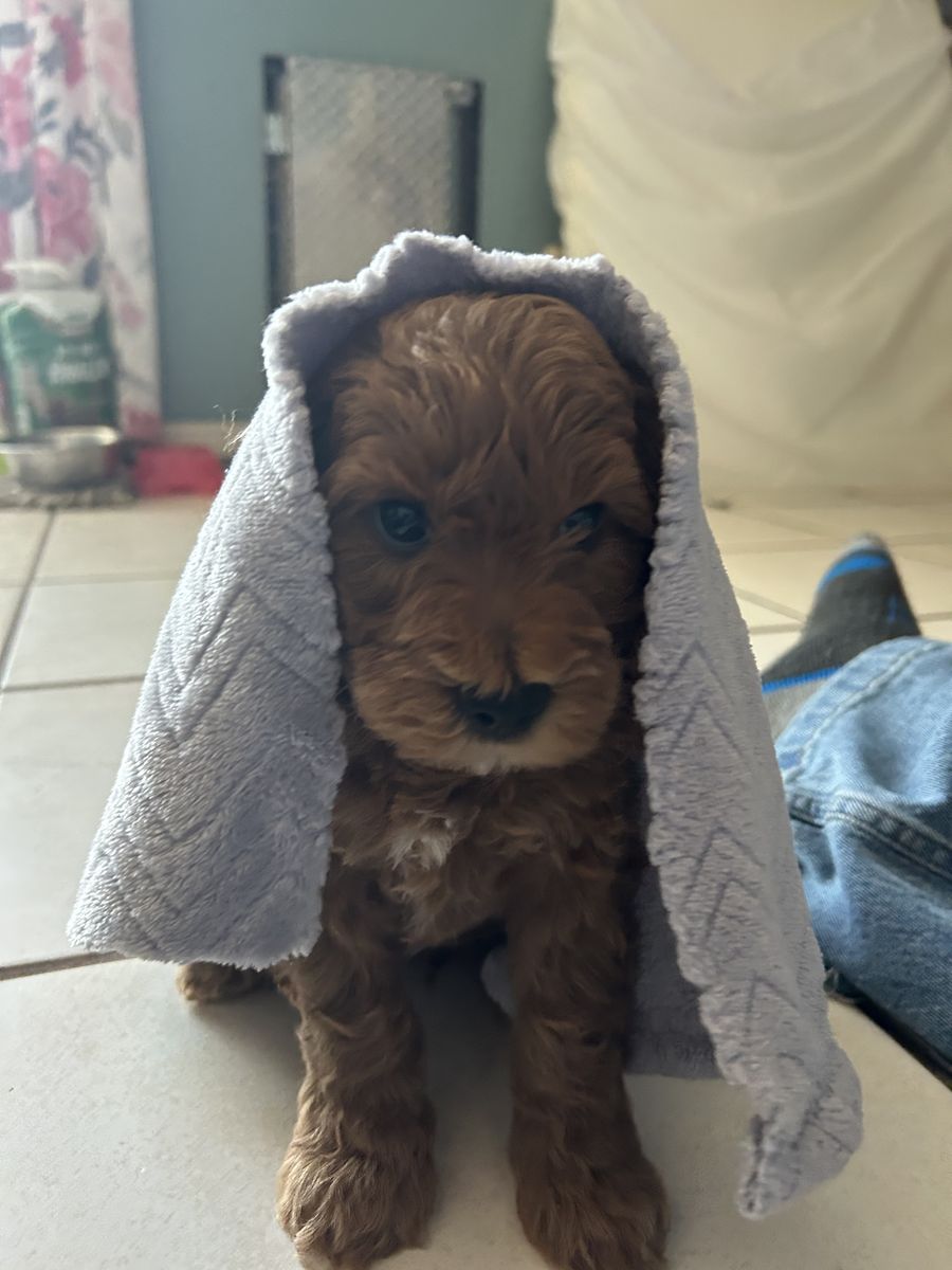 F2 mini Goldendoodles