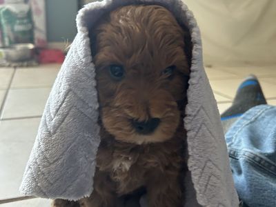 F2 mini Goldendoodles