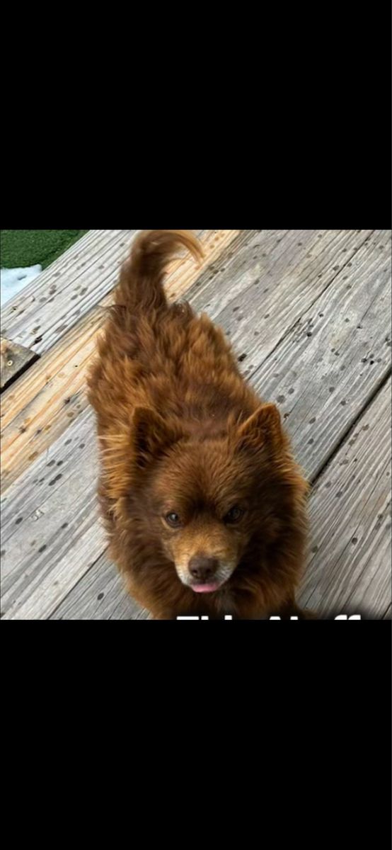 Dog