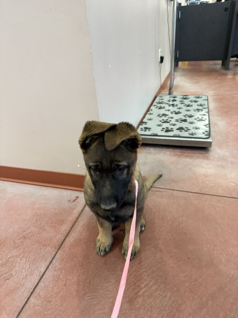 AKC German Shepherd Puppies For Sale