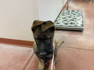 AKC German Shepherd Puppies For Sale