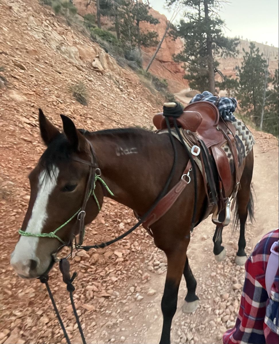 Mustang Mare