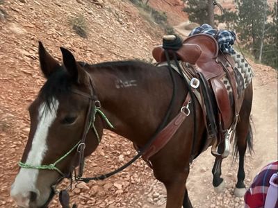 Mustang Mare