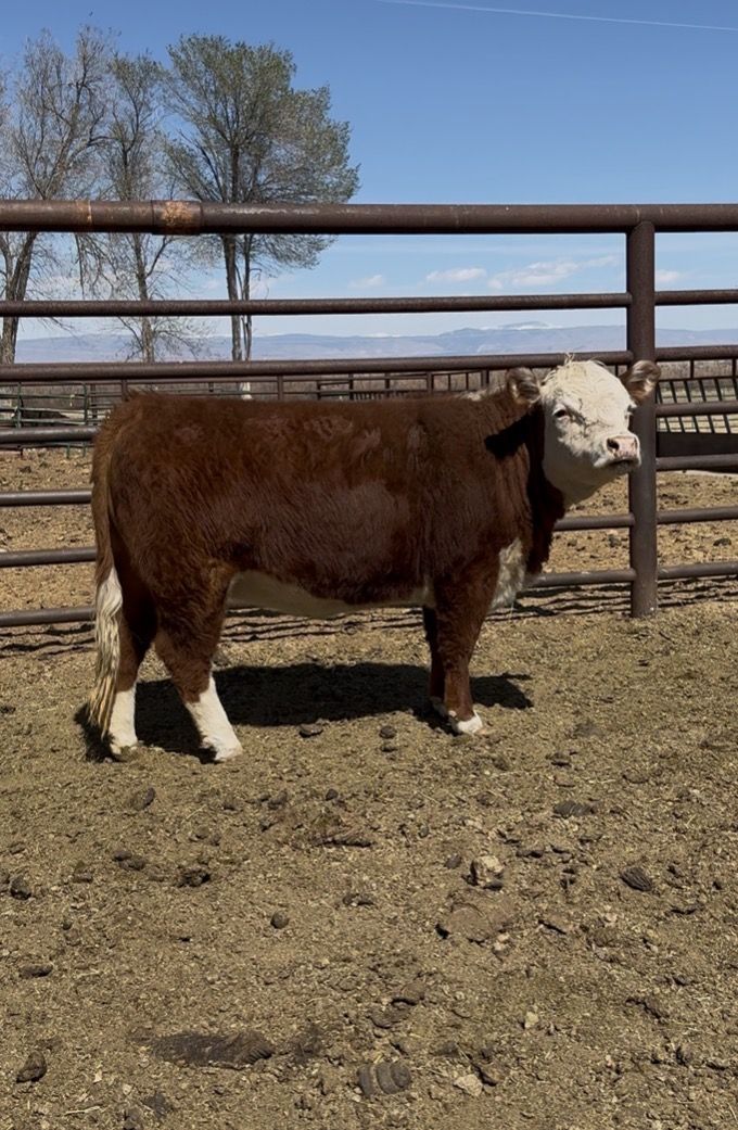 Registered mini Hereford