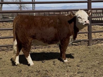 Registered mini Hereford