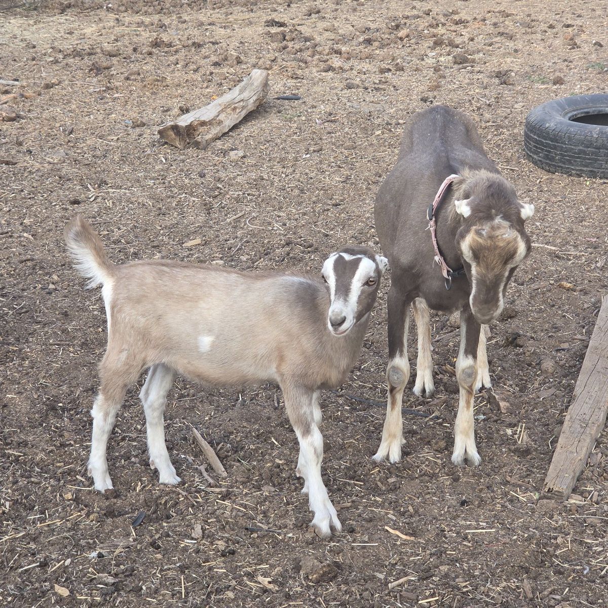 Standard lamancha doeling