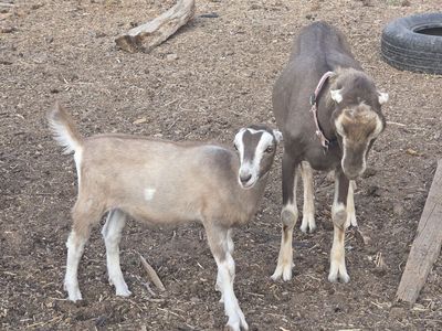 Standard lamancha doeling