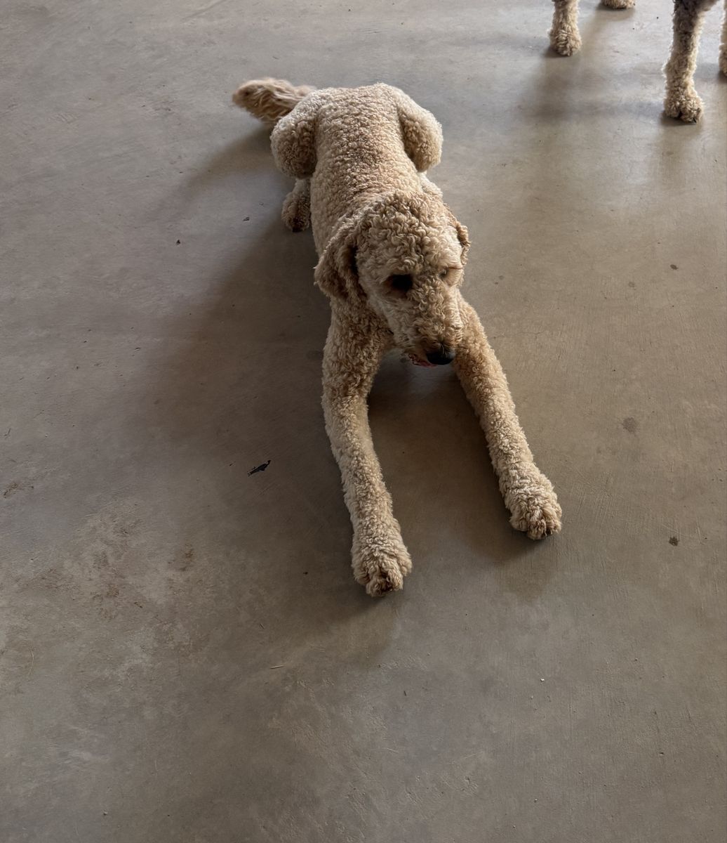 Golden doodle