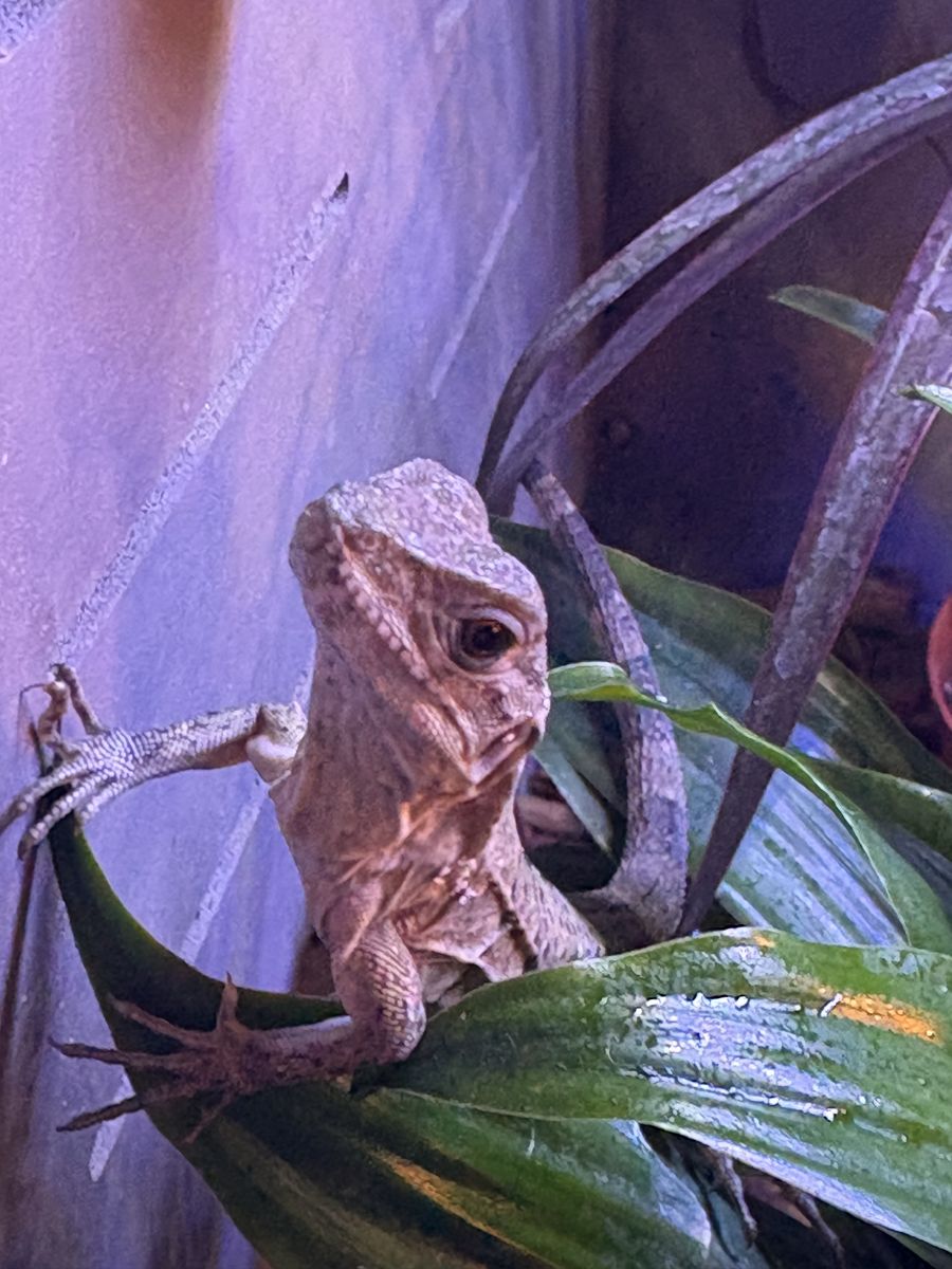 Mexican Spiny-Tailed Iguana (2 available)