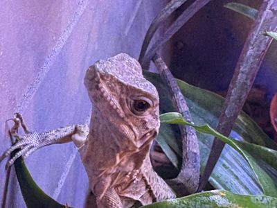 Mexican Spiny-Tailed Iguana (2 available)