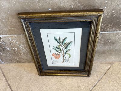Framed Vintage Botanical Picture Arbutus Unedo