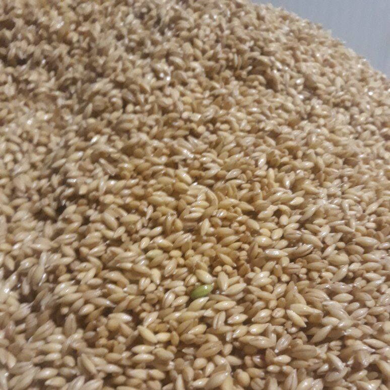 Malted barley