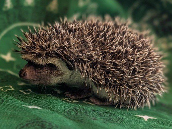 Adorable Male Baby Hedgehog -Alexx