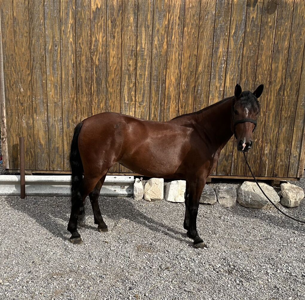 Welsh Quarter Horse Cross