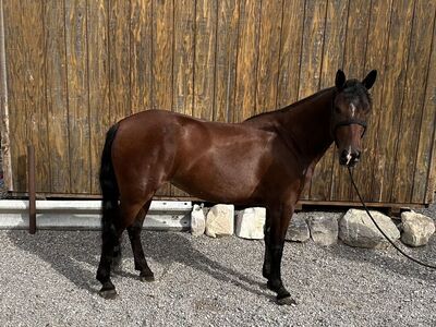 Welsh Quarter Horse Cross