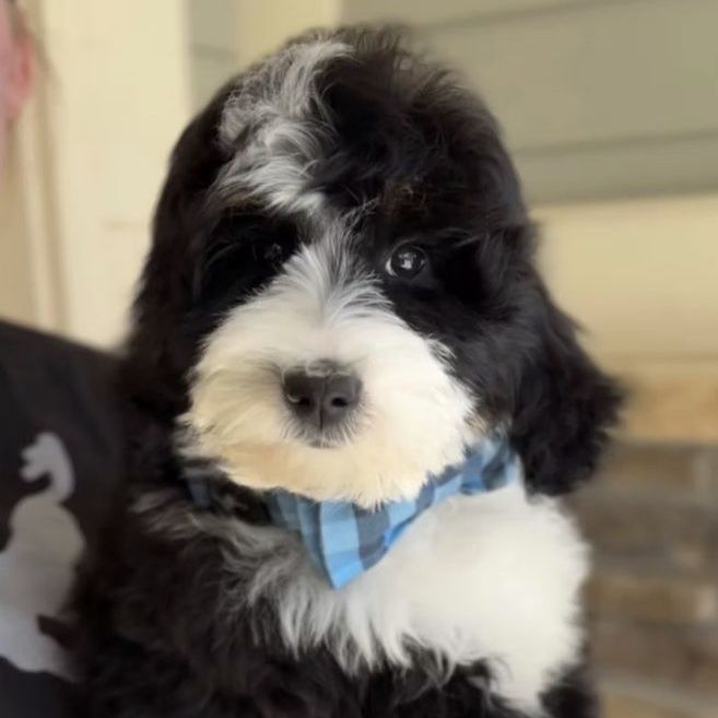 Bernedoodle
