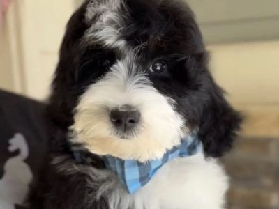 Bernedoodle