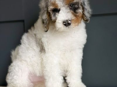 Medium F1b Bernedoodle Puppy