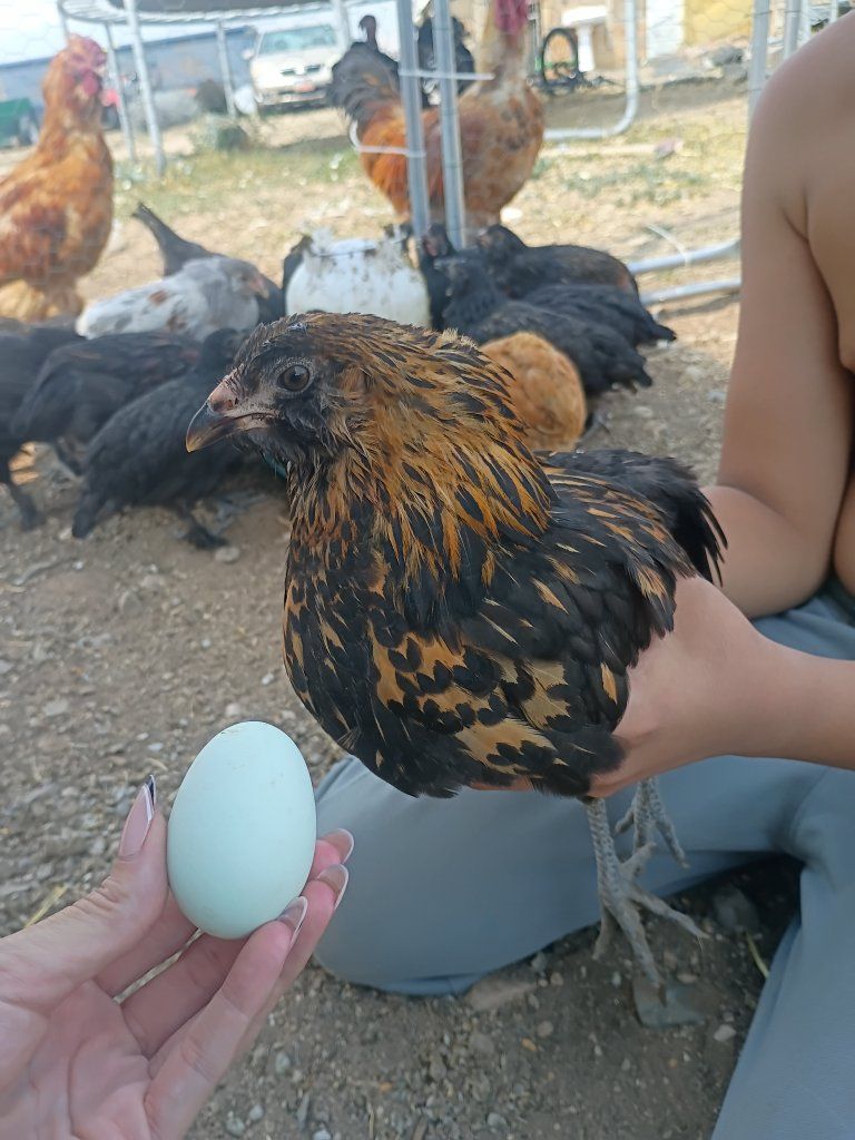 Laying Hens/ Americanas(Blue layers)