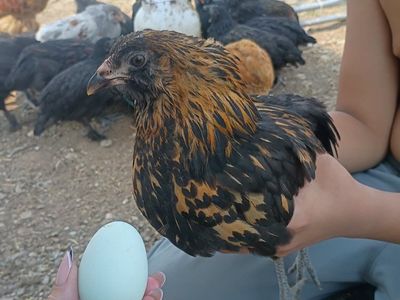 Laying Hens/ Americanas(Blue layers)