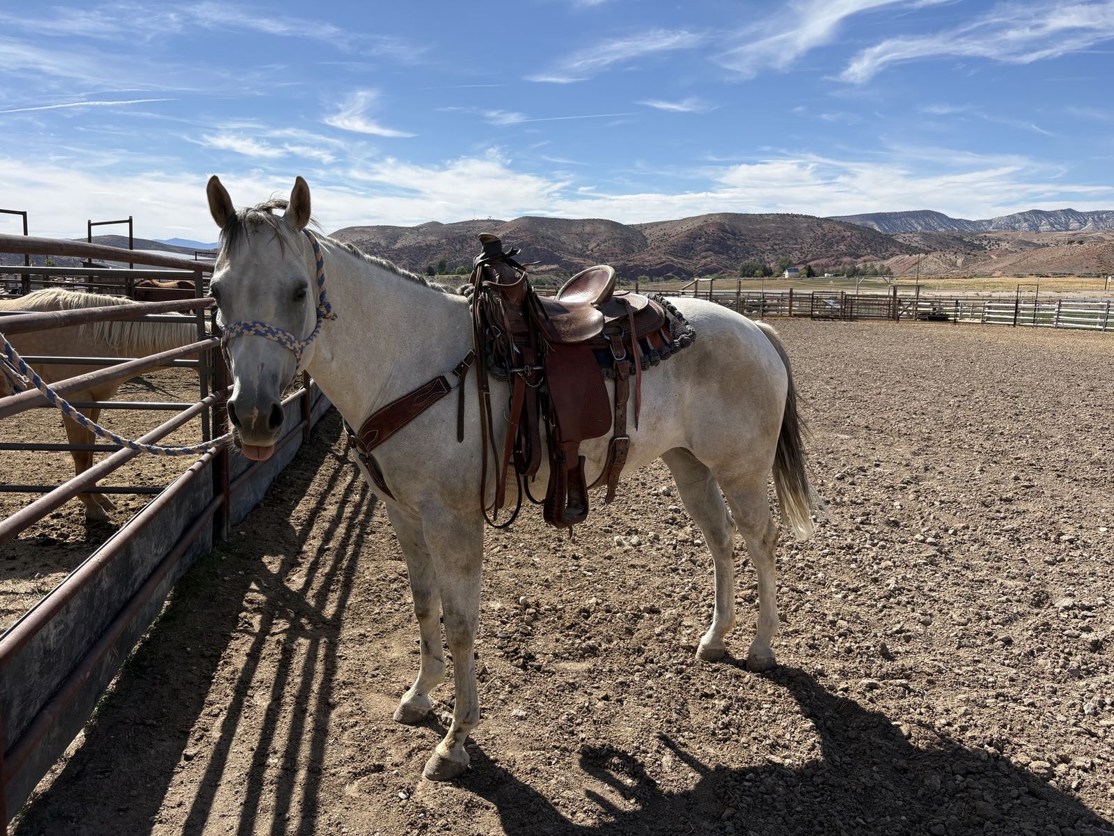 Grade Quarter horse mare