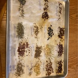 Bulk Garden Seeds – Wheat, Peas, Spinach, Lettuce, and more