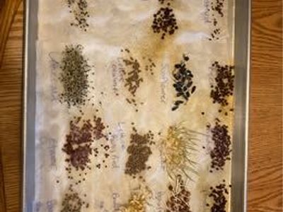 Bulk Garden Seeds – Wheat, Peas, Spinach, Lettuce, and more