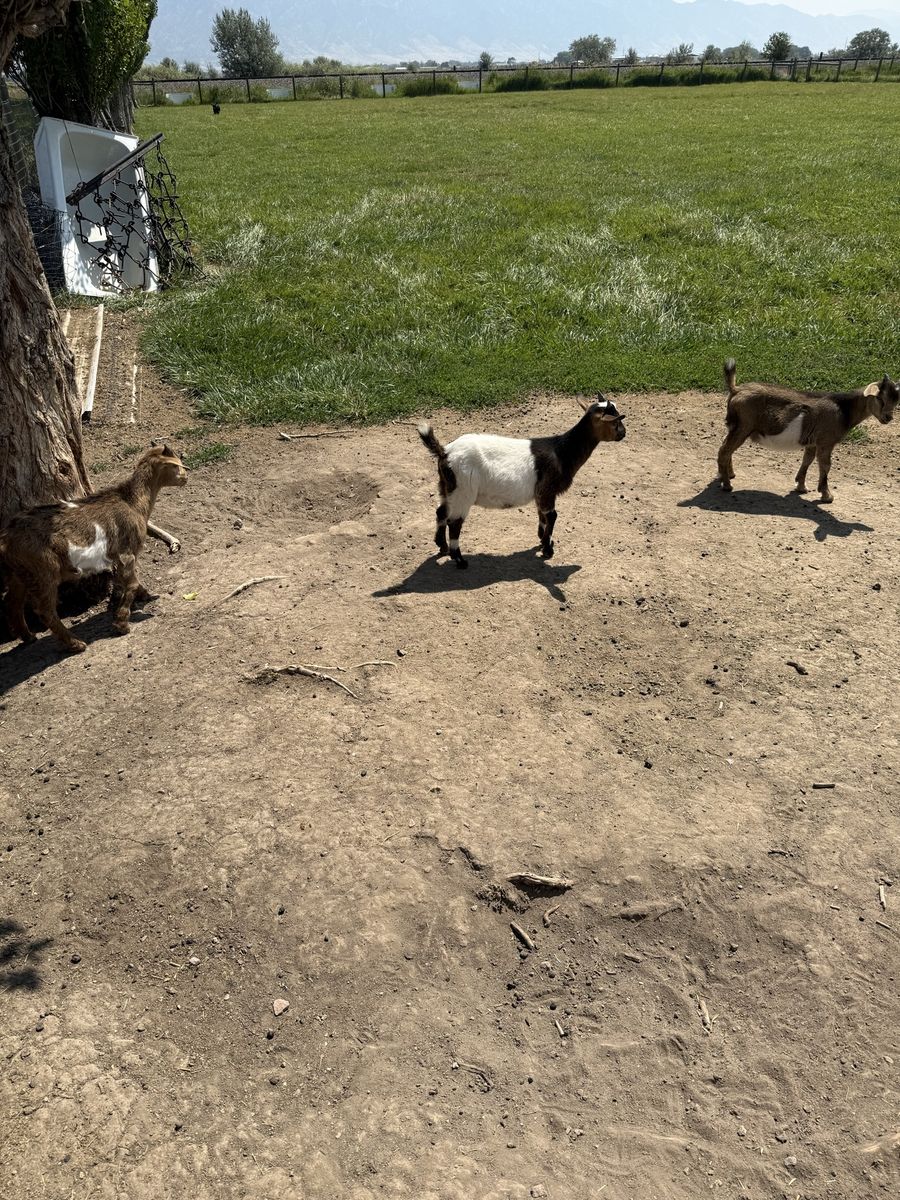Baby Fainting Goats for sale