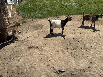 Baby Fainting Goats for sale