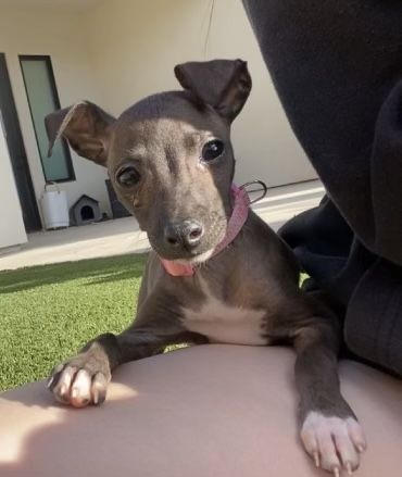 Italian Greyhound puppy