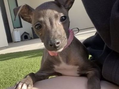 Italian Greyhound puppy