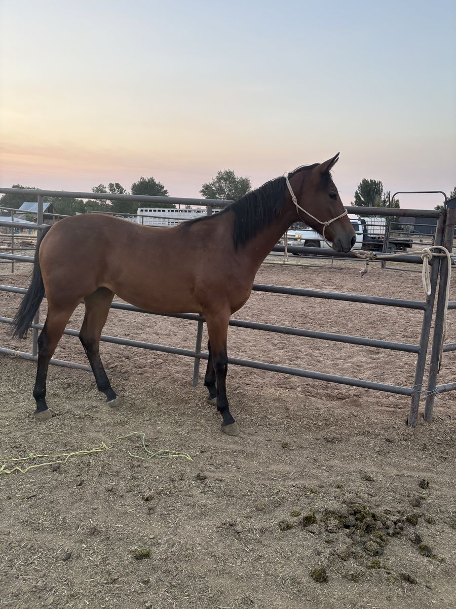 2025 AQHA Filly