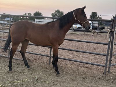 2025 AQHA Filly