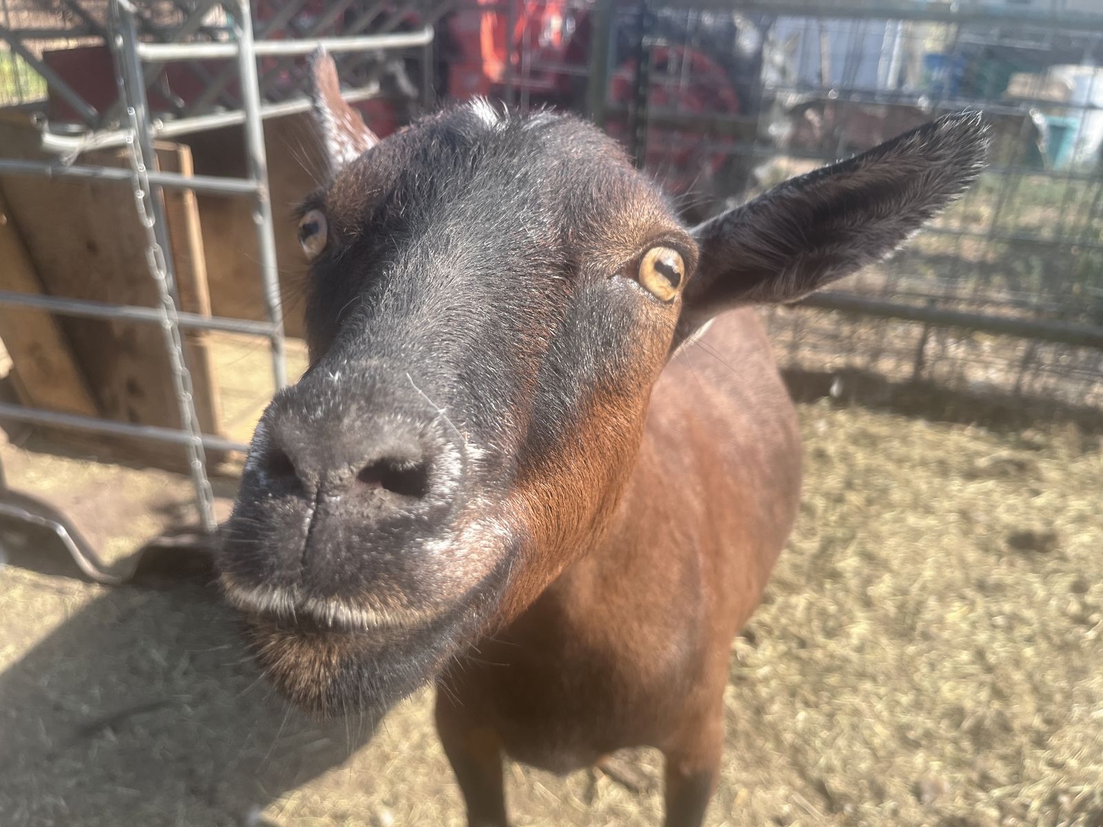 2 Nigerian dwarf goat wethers.