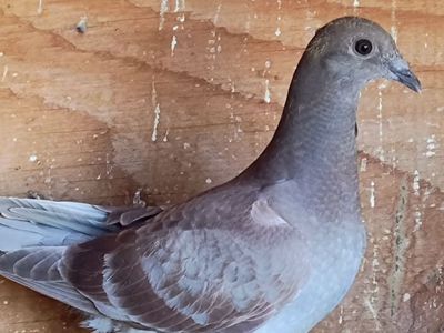 Homing racing pigeon squeakers