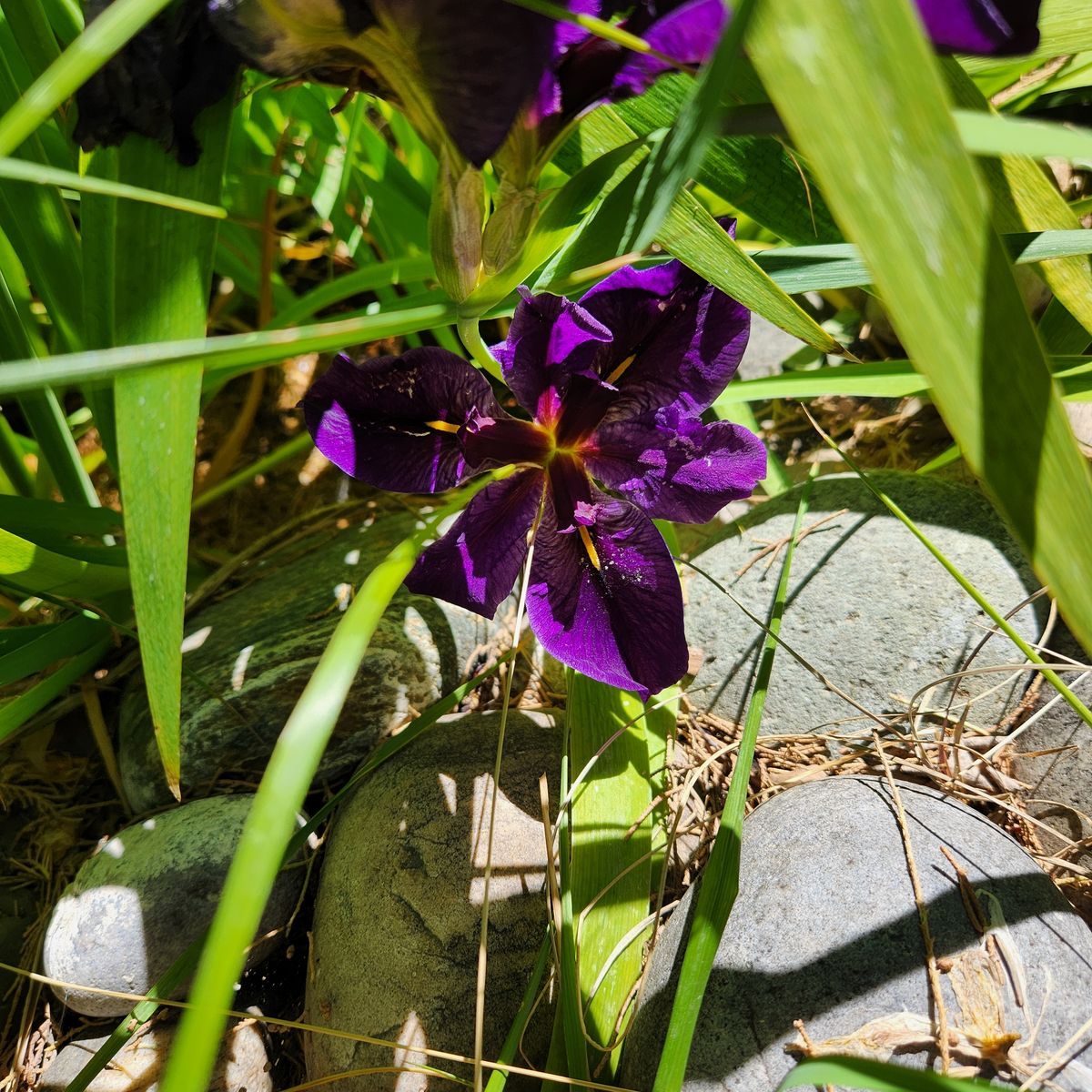 Pond / Stream -Black Gamecock, Louisiana Iris