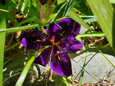 Pond / Stream -Black Gamecock, Louisiana Iris