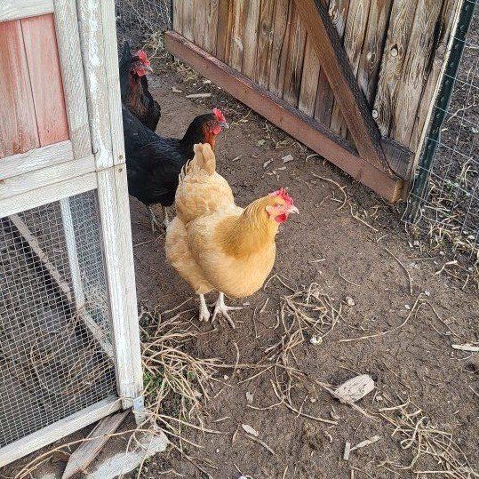 4 Laying Hens for Sale