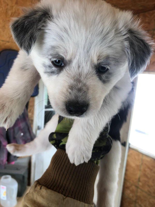 Aussie/red heeler cross