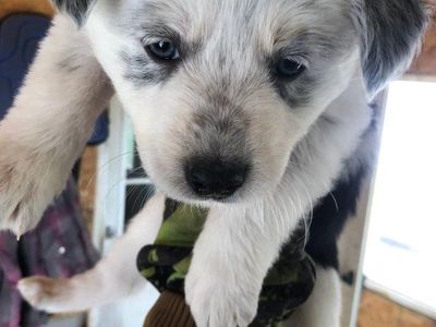 Aussie/red heeler cross