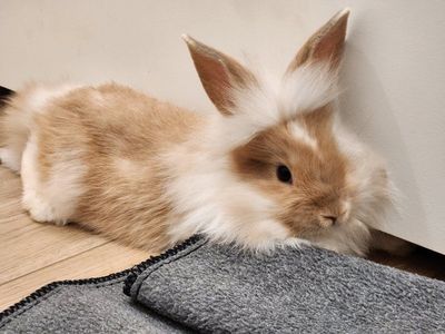 Cute fluffy baby bunnies
