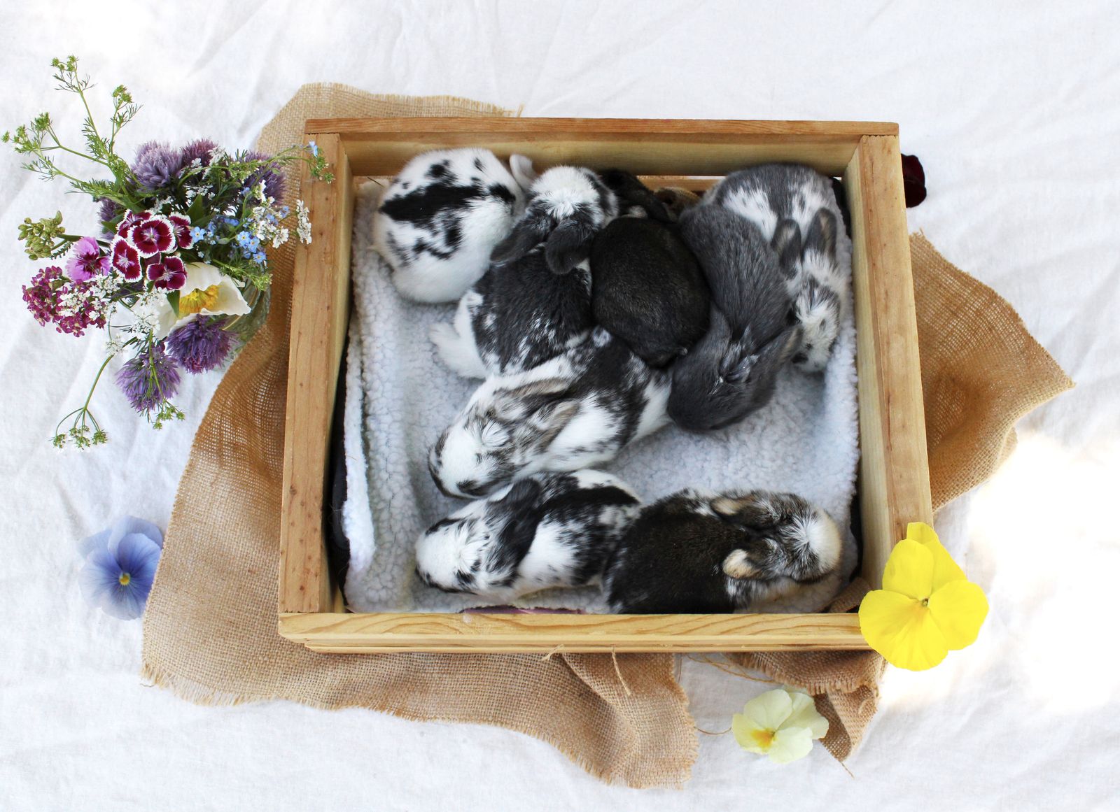 Mini lop baby’s! Pedigreed rabbits for sale!