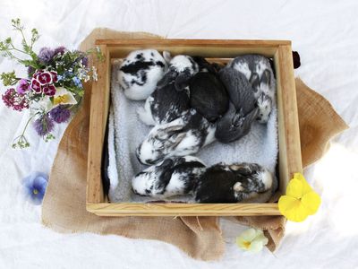 Mini lop baby’s! Pedigreed rabbits for sale!