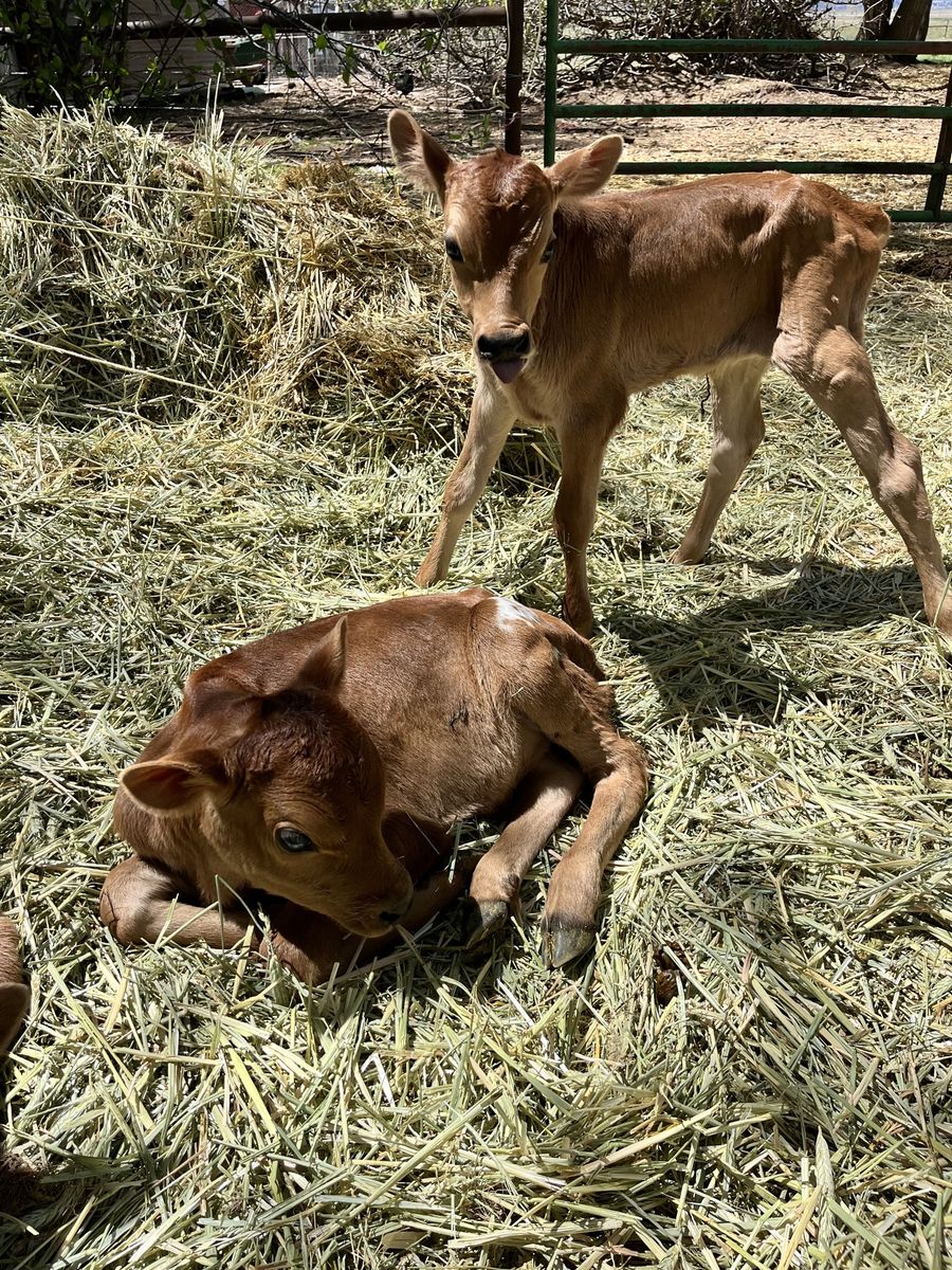 Jersey Bull Bottle Calves