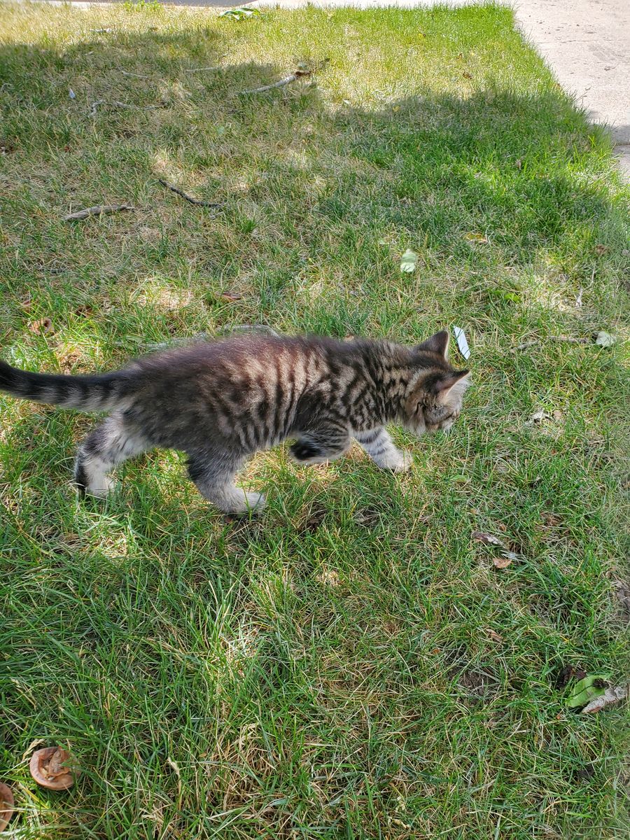 Male Maine Coon/Tabby kitten