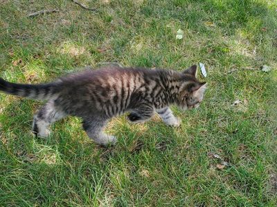 Male Maine Coon/Tabby kitten
